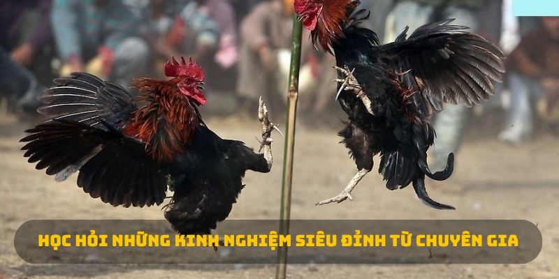 Học hỏi những kinh nghiệm siêu đỉnh từ chuyên gia