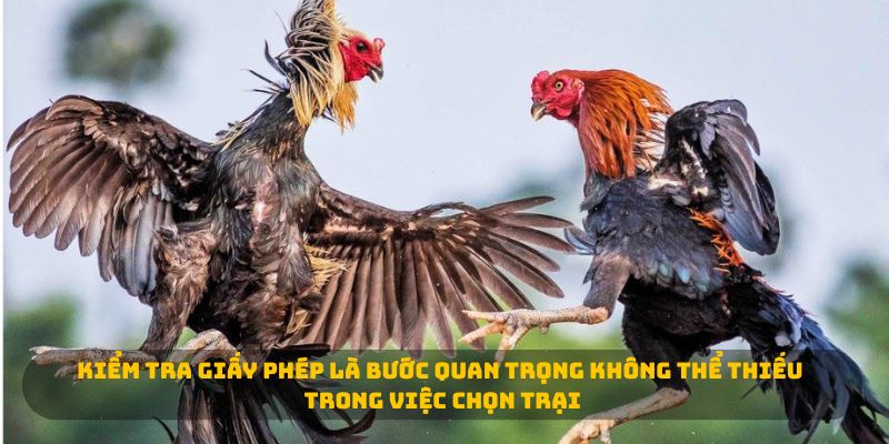 Kiểm tra giấy phép là bước quan trọng không thể thiếu trong việc chọn trại