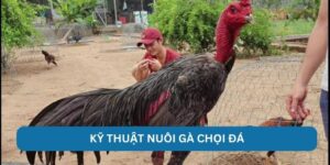 Huấn luyện dũng kê với kỹ thuật nuôi gà chọi đá cực đỉnh