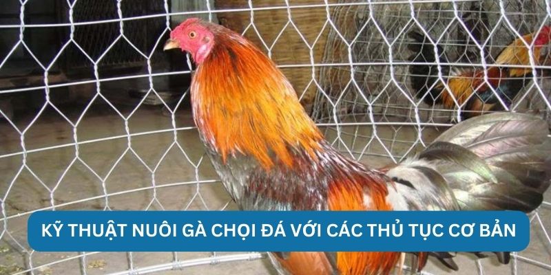Kỹ thuật nuôi gà chọi đá với các thủ tục cơ bản