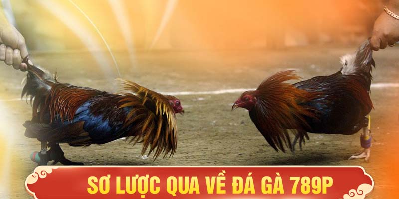 Sơ lược qua về đá gà 789P