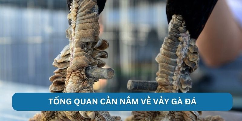 Tổng quan cần nắm về vảy gà đá