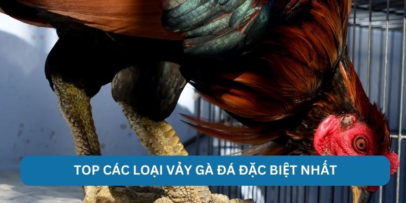 Top các loại vảy gà đá đặc biệt nhất