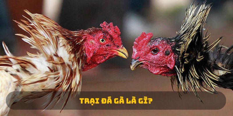 Trại đá gà là gì?
